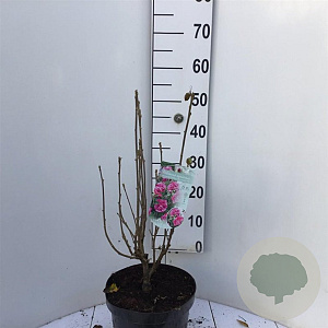 Hibiscus syr. Magenta Chiffon 40-50 cm 7,5L