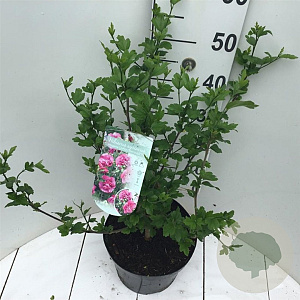 Hibiscus syr. Magenta Chiffon 50-60 cm 7,5L