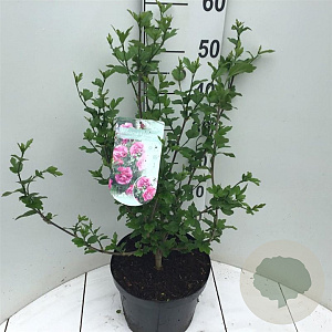 Hibiscus syr. Magenta Chiffon 60-80 cm 7,5L