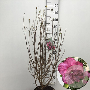 Hibiscus syr. Magenta Chiffon 80-100 cm 10L