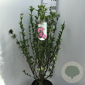 Hibiscus syr. Magenta Chiffon 80-100 cm 10L