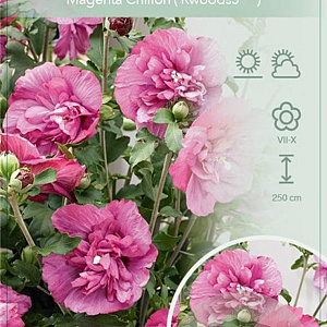 Hibiscus syr. Magenta Chiffon 80-100 cm 10L