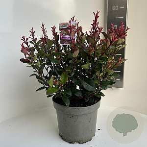 Photinia fraseri 'Little Red Robin' 30-40 cm 5,0L
