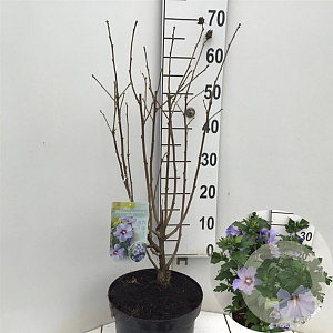 Hibiscus syr. 'Marina' 80-90 cm 7,5L