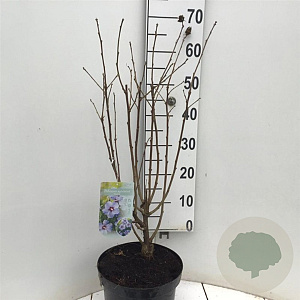 Hibiscus syr. 'Marina' 80-90 cm 7,5L