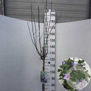 Hibiscus syr. 'Marina' 120 cm stam 7,5L