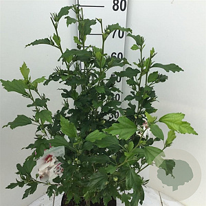 Hibiscus syr. 'Monstrosus' 50-60 cm 7,5L