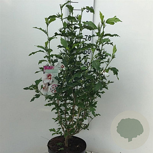 Hibiscus syr. 'Monstrosus' 50-60 cm 7,5L
