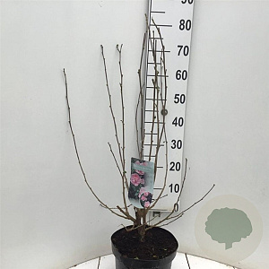 Hibiscus syr. Pink Chiffon 50-60 cm 7,5L