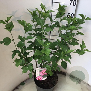 Hibiscus syr. Pink Giant 50-60 cm 7,5L