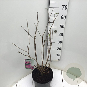 Hibiscus syr. Pink Giant 80-100 cm 7,5L