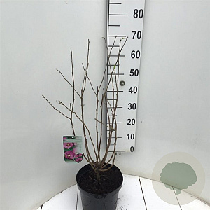 Hibiscus syr. Pink Giant 80-100 cm 7,5L