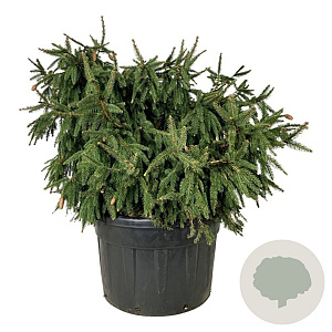 Picea a. 'Acrocona' 125-150 cm cont. 230L solitair