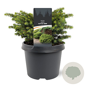 Picea a. 'Little Gem' 20-25 cm 3,0L