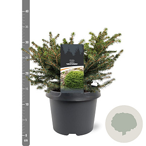 Picea a. 'Nidiformis' 25-30 cm 3,5L