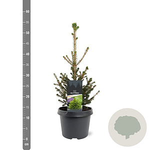Picea a. 'Will's Zwerg' 30-40 cm 3,0L