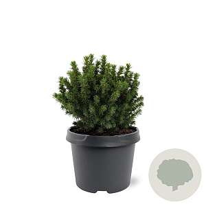 Picea gl. 'Alberta Globe' 20-25 cm 3,0L