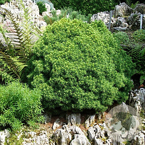 Picea gl. 'Alberta Globe' 25-30 cm 5,0L