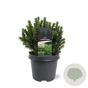 Picea gl. 'Alberta Globe' 25-30 cm 5,0L