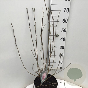 Hibiscus syr. 'Verosa' 60-80 cm 7,5L