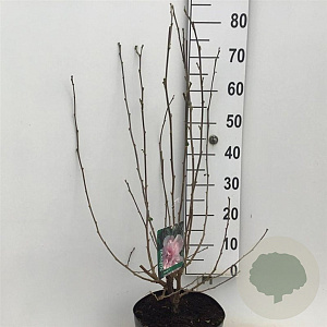 Hibiscus syr. 'Verosa' 60-80 cm 7,5L