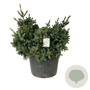Picea pungens 'Lucky Strike' 125-150 cm cont. 230L solitair