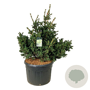 Picea pungens 'Lucky Strike' 150-175 cm cont. 230L solitair