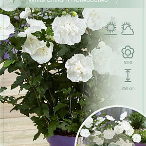 Hibiscus syr. White Chiffon 50-60 cm 7,5L