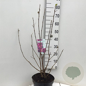 Hibiscus syr. 'Woodbridge' 50-60 cm 7,5L