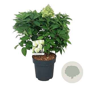 Hydrangea pan. Little Spooky 50-60 cm 15L