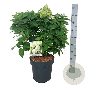 Hydrangea pan. Little Spooky 50-60 cm 15L