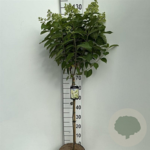 Hydrangea pan. Skyfall 60 cm stam 7,5L