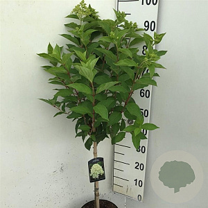 Hydrangea pan. Skyfall 70 cm stam 7,5L