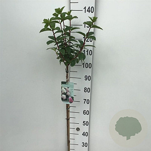 Hydrangea pan. Sundae Fraise 90 cm stam 7,5L