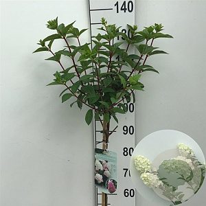 Hydrangea pan. Sundae Fraise 90 cm stam 7,5L