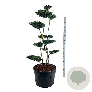 Ilex crenata 'Green Hedge' 175-200 cm cont. 180L bonsai
