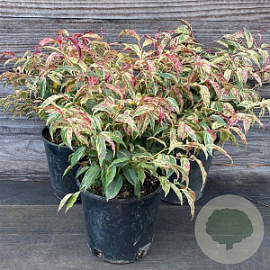 Leucothoe f. 'Rainbow' 30-40 cm 10L