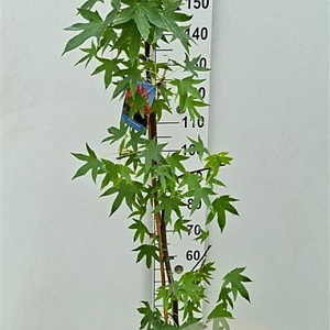Liquidambar s. 'Worplesdon' 175-200 cm 7,5L