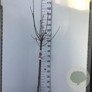 Magnolia 'Galaxy' 80 cm stam 7,5L