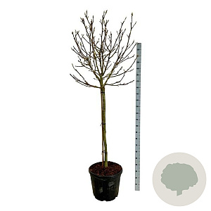 Magnolia soul. 'Alba Superba' 120 cm stam cont. 55L extra