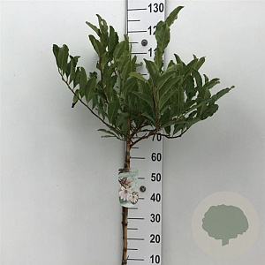 Magnolia stellata 50 cm stam 7,5L