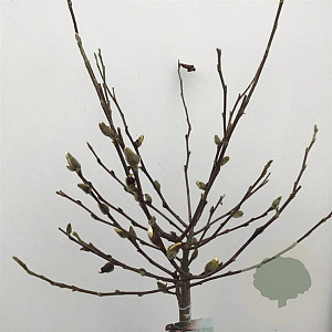 Magnolia stellata 90 cm stam 7,5L