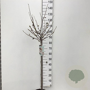 Magnolia stellata 90 cm stam 7,5L