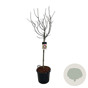Magnolia 'Susan' 80 cm stam 30L