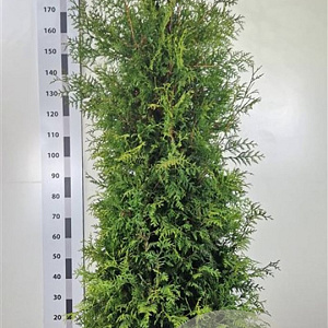 Thuja occ. 'Brabant' 180-200 cm met kluit extra