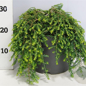 Tsuga can. 'Cole's Prostrate' 30-40 cm 7,5L