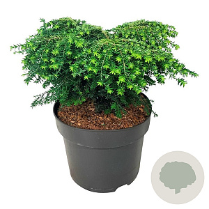 Tsuga can. 'Green Globe' 30-40 cm 6,5L