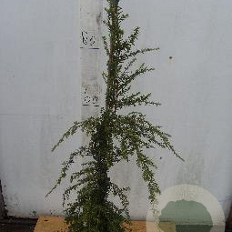 Tsuga can. 'Pendula' 80-100 cm 5,0L