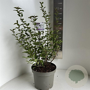Syringa meyeri Flowerfesta White 30-35 cm 5,0L