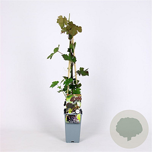 Vitis vinifera 'Purpurea' 70 cm 2,0L